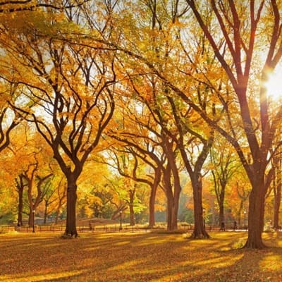 เบลล่า ราณี avatar