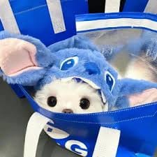 แพทองธาร ชินวัตร avatar